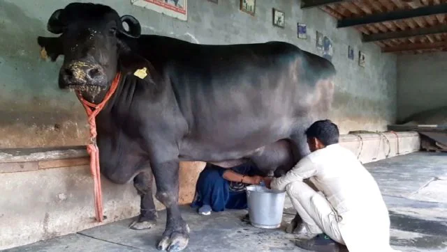 रेशमा भैंस ने हरियाणा के कैथल जिले में 33.8 लीटर दूध देकर नया विश्व रिकॉर्ड बनाया